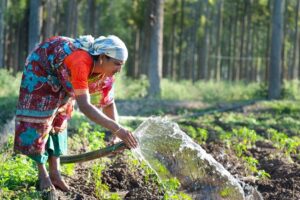 organic farming in india